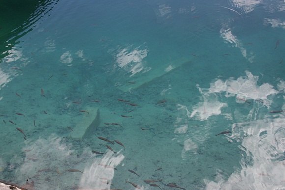 箭竹海